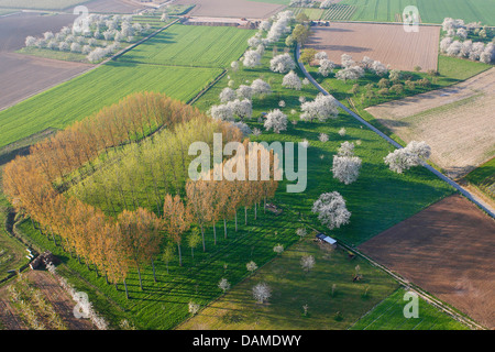 Ciliegio selvatico, ciliegio dolce, fisarmonica Gean, mazzard (Prunus avium), foto aeree della fioritura di un albero ciliegio prato con bosco di pioppo, Belgio, Limburg, Hesbaye Foto Stock