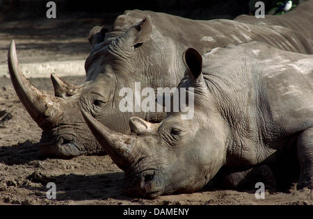 (FILE) un archivio foto datata 06 ottobre 1995 mostra due rinoceronti bianchi godendo il sole di mezzogiorno a Friedrichsfelde parco animale a Berlino, Germania. Rinoceronti sono stati il roaming la terra per 65 milioni di anni e molte specie si sono estinte o sono in via di estinzione. Ben organizzato i bracconieri caccia rinoceronti per le loro corna, che recupera un alto prezzo sul mercato nero. Phot Foto Stock