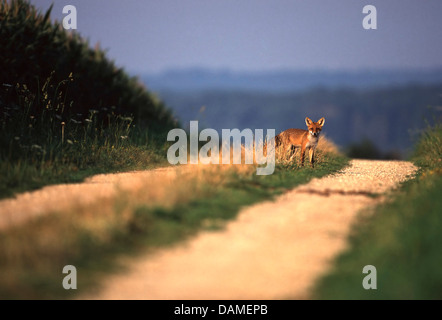 Red Fox (Vulpes vulpes vulpes), giovane volpe in piedi su un campo Percorso, Belgio Foto Stock