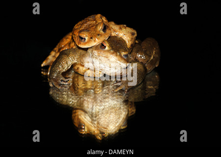 Europeo di rospo comune (Bufo bufo), amplexus, Belgio Foto Stock