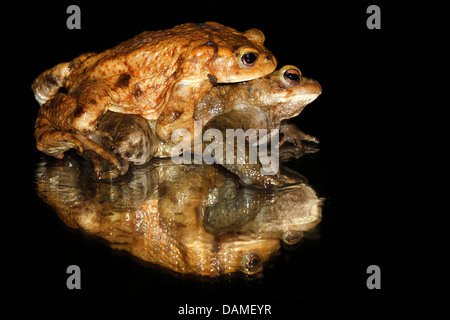 Europeo di rospo comune (Bufo bufo), amplexus, Belgio Foto Stock