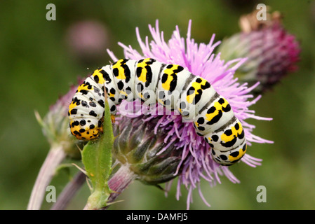 Macro dettagliate di close-up di Mullein moth caterpillar (Shargacucullia verbasci) foraggio e posa (25 immagini in serie) Foto Stock