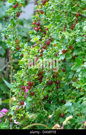 Wild uva, uva spina europea (Ribes uva-crispa 'Remarka', Ribes uva-crispa Remarka), cultivar Remarka, Germania Foto Stock