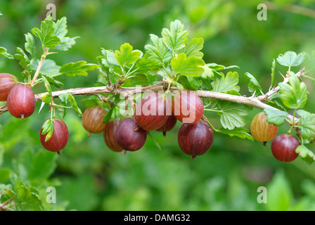 Wild uva, uva spina europea (Ribes uva-crispa 'Remarka', Ribes uva-crispa Remarka), cultivar Remarka Foto Stock