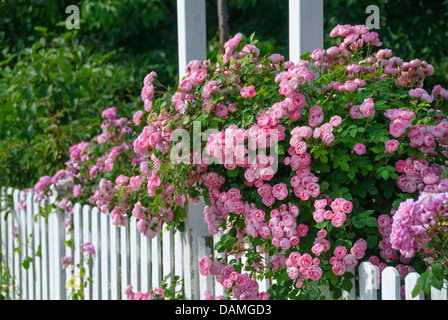 Rose ornamentali (Rosa "Raubritter', Rosa Raubritter), cultivar Raubritter Foto Stock