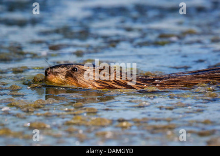 Topo muschiato (Ondatra zibethica), nuoto, in Germania, in Baviera, Isental Foto Stock