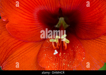 Amaryllis (Hippeastrum spec.), fiore dettaglio con stamina e lo stigma Foto Stock