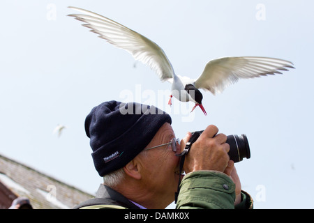 Un Arctic Tern circa per immergersi in giù su un fotografo, per proteggere i suoi giovani. La foto è stata scattata sull'interno farne 2013 Foto Stock