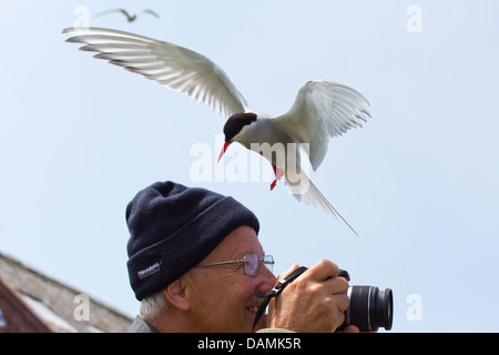 Un Arctic Tern circa per immergersi in giù su un fotografo, per proteggere i suoi giovani. La foto è stata scattata sull'interno farne 2013 Foto Stock