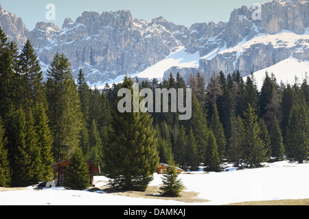 Foresta di Pini e il Rosengarten Nova Levante Alto Adige Foto Stock