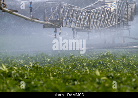 Di irrigazione a perno centrale chiamato anche acqua-ruota e cerchio irrigazione; tubi e sistemi e macchine per il giardinaggio di mercato aziende agricole a Tarleton, Regno Unito Foto Stock