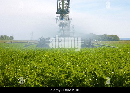 Di irrigazione a perno centrale chiamato anche acqua-ruota e cerchio irrigazione; tubi e sistemi e macchine per il giardinaggio di mercato aziende agricole a Tarleton, Regno Unito Foto Stock