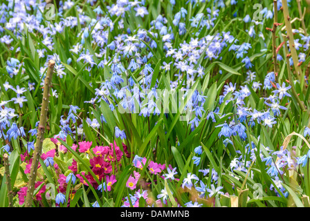 Siberian scilla, Siberian squill (Scilla siberica (falsch: Scilla sibirica)), fioritura insieme con primule, Germania Foto Stock