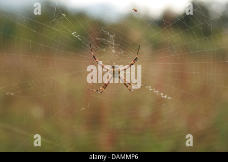 Un Orb Weaver Spider sospeso nel suo web in un pascolo in Cotacachi, Ecuador Foto Stock