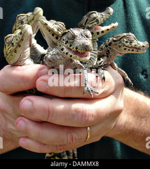 Un biologo detiene un mazzetto di baby ampio snouted caimano. Foto Stock