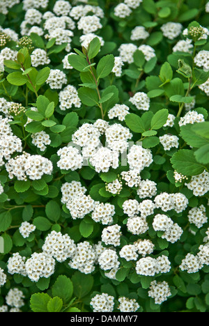 Shiny-leaf olmaria, lucido-leaf spiraea (Spiraea betulifolia), fioritura, Germania Foto Stock