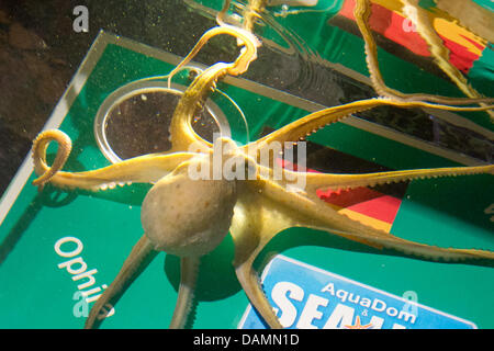 Il polpo Orphia si siede sul lato tedesco di una parete di obiettivo al Sea Life a Berlino, Germania, 24 giugno 2011. I sei mesi di età prevista degli animali in Germania per vincere la partita di apertura della FIFA Coppa del Mondo femminile contro il Canada. Foto: TOBIAS KLEINSCHMIDT Foto Stock