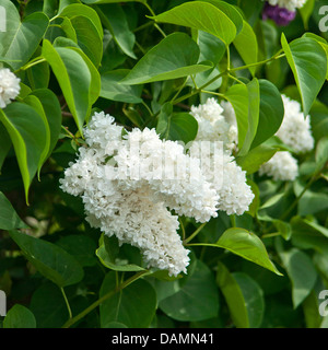 Comune (lilla Syringa vulgaris 'Mme Lemoine', di Syringa vulgaris Mme Lemoine), cultivar Mme Lemoine Foto Stock