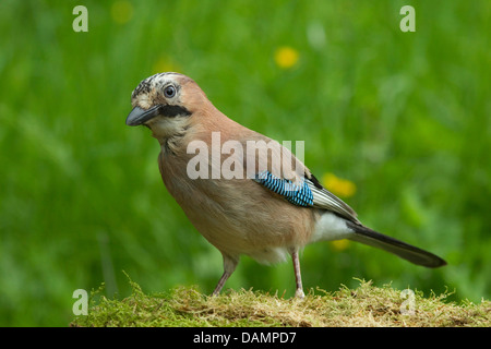 Jay (Garrulus glandarius), in piedi sul suolo, Germania Foto Stock