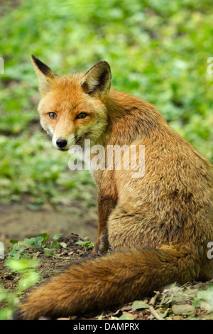 Red Fox (Vulpes vulpes vulpes), girando intorno, Germania Foto Stock