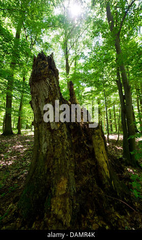 Il sole splende attraverso le foglie di faggi Grumsiner' alla riserva della biosfera Schorfheide-Chorin vicino Altkuenkendorf, Germania, 28 giugno 2011. I 670 ettari nella zona nord del Brandeburgo è uno dei quattro tedesco foreste di faggio recentemente nominata Patrimonio Mondiale dell Unesco dal Comitato del Patrimonio Mondiale a Parigi. La foresta Grumsin spicca per le sue numerose carrs, paludi e laghi. Foto Stock