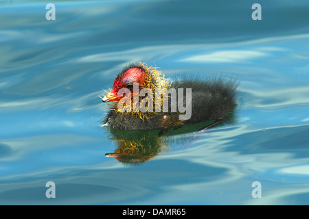 Nero la folaga (fulica atra), chick nuoto sull'acqua, Germania Foto Stock