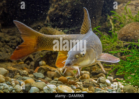 Barbo (Barbus barbus), vista frontale Foto Stock