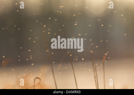 Inverno moscerino (Trichocera annulata), cloud di zanzare, in Germania, in Baviera, il Lago Chiemsee Foto Stock