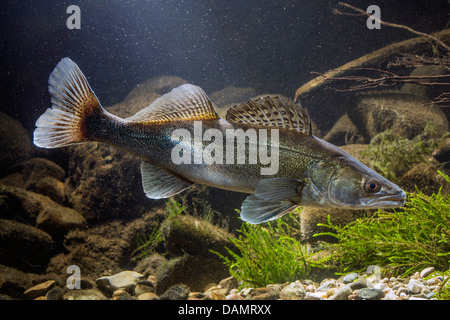 Lucioperca, luccioperca (Stizostedion lucioperca, Sander lucioperca), maschio nella colorazione di accoppiamento alla massa di ciottoli di acqua Foto Stock