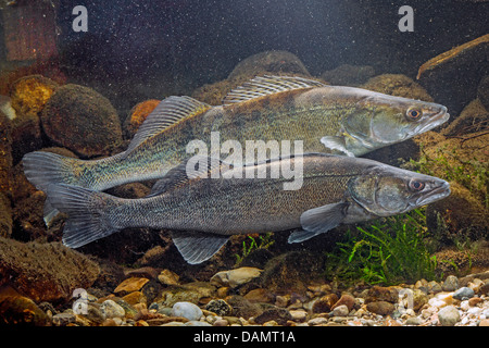 Lucioperca, luccioperca (Stizostedion lucioperca, Sander lucioperca), giovane nella colorazione di accoppiamento, Germania Foto Stock
