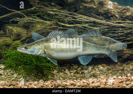 Lucioperca, luccioperca (Stizostedion lucioperca, Sander lucioperca), il Rogner (nella parte anteriore) e milkner, Germania Foto Stock