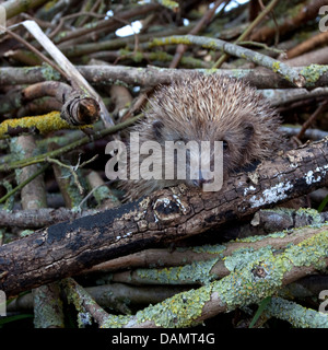 Riccio europeo nel giardino pila di registro Foto Stock