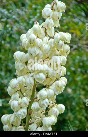 Pugnale spagnolo (Yucca gloriosa), infiorescenza Foto Stock