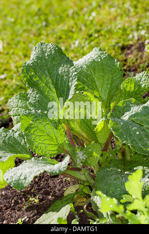 Comune (borragine borragine officinalis), foglie prima della fioritura, Germania Foto Stock