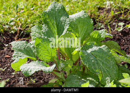 Comune (borragine borragine officinalis), foglie prima della fioritura, Germania Foto Stock