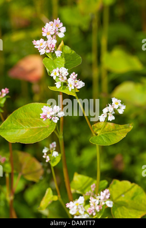 Il grano saraceno (Fagopyrum esculentum), la fioritura del grano saraceno, Germania Foto Stock