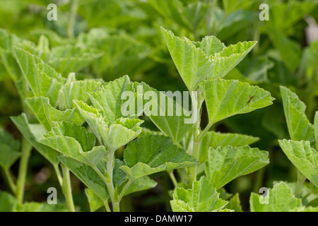 Comune di marsh mallow, comune marshmallow (Althaea officinalis), foglie, Germania Foto Stock