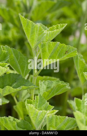 Comune di marsh mallow, comune marshmallow (Althaea officinalis), foglie, Germania Foto Stock