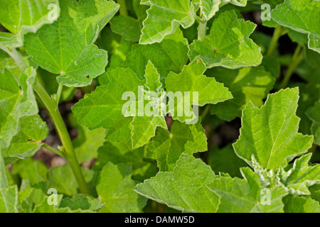 Comune di marsh mallow, comune marshmallow (Althaea officinalis), foglie, Germania Foto Stock