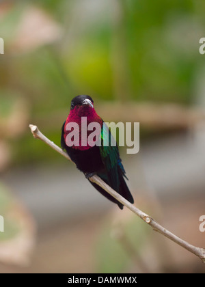 Caraibi - St Lucia la vita degli uccelli Foto Stock