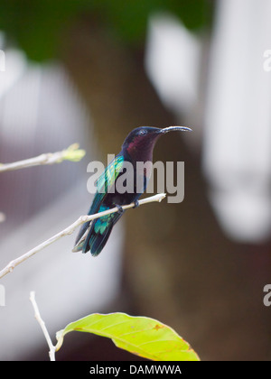 Caraibi - St Lucia la vita degli uccelli Foto Stock