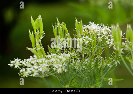Dolce cicely, Anice, Cicely, Spagnolo cerfoglio (Myrrhis odorata, Scandix odorata), con fiori e frutta, Germania Foto Stock