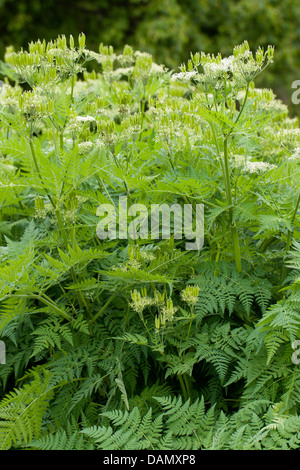 Dolce cicely, Anice, Cicely, Spagnolo cerfoglio (Myrrhis odorata, Scandix odorata), fioritura, Germania Foto Stock