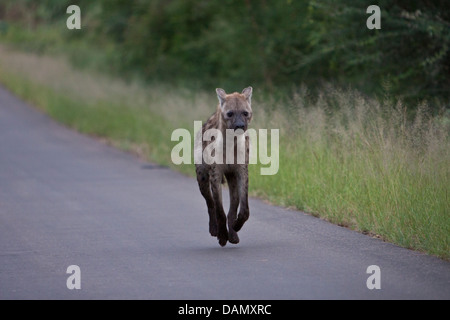 Avvistato iena, crocuta crocuta, Kruger National Park, Sud Africa Foto Stock
