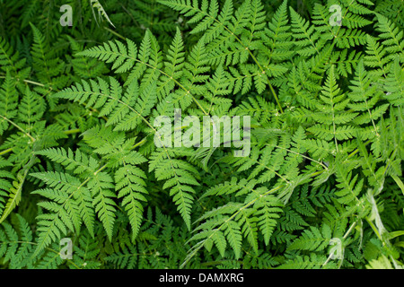 Dolce cicely, Anice, Cicely, Spagnolo cerfoglio (Myrrhis odorata, Scandix odorata), foglie, Germania Foto Stock
