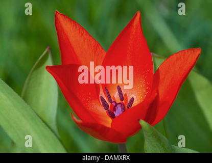 Giardino in comune tulip (Tulipa spec.), con fiori di colore rosso e petali di acuto Foto Stock