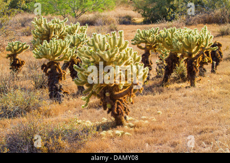 Teddy-bear cholla, Jumping Cholla, Silver cholla (Opuntia bigelovii, Cylindropuntia bigelovii), molte piante, STATI UNITI D'AMERICA, Arizona, Phoenix Foto Stock