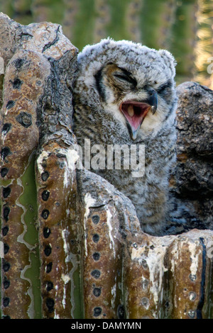 Grande gufo cornuto (Bubo virginianus), sbadigli giovani gufo nel nido in un Saguaro, USA, Arizona, Phoenix Foto Stock