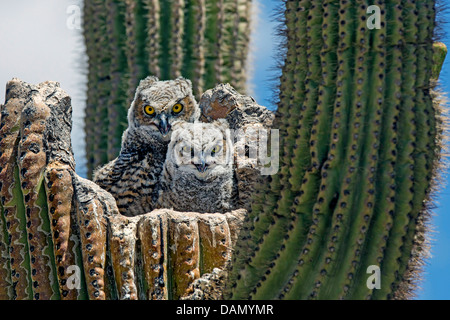 Grande gufo cornuto (Bubo virginianus), due uccelli giovani seduti insieme nel nido in un Saguaro, USA, Arizona, Phoenix Foto Stock