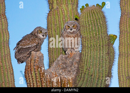 Grande gufo cornuto (Bubo virginianus), due giovani gufi seduti insieme nel nido in un Saguaro, USA, Arizona, Phoenix Foto Stock